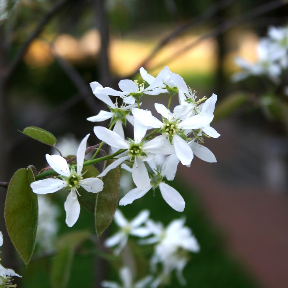Amelanchier canadensis / Canadian Serviceberry
