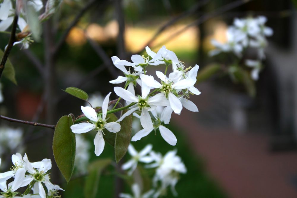 Amelanchier canadensis / Canadian Serviceberry