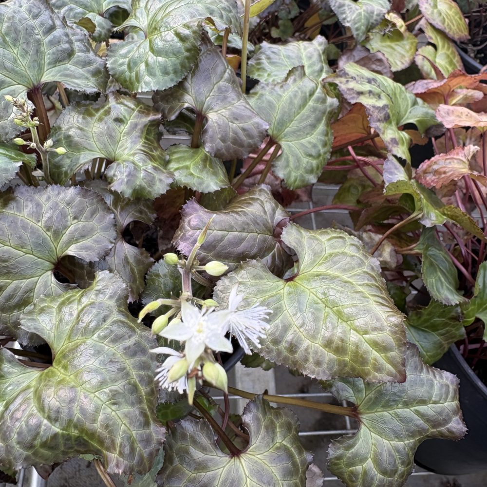 Beesia deltophylla / Beesia