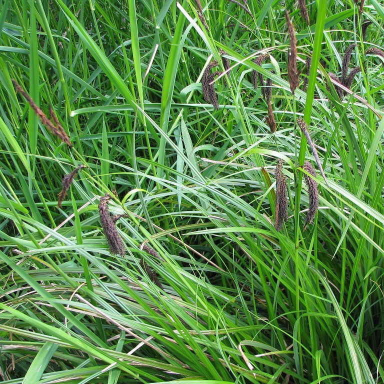 Carex obnupta / Slough Sedge