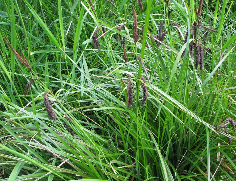 Carex obnupta / Slough Segde