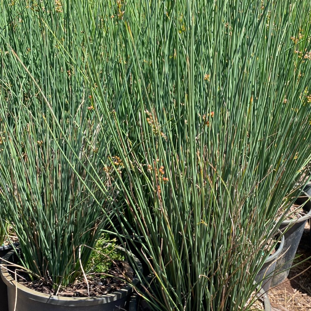 Juncus patens 'Carmen's Gray' / Carmens Gray Path Rush