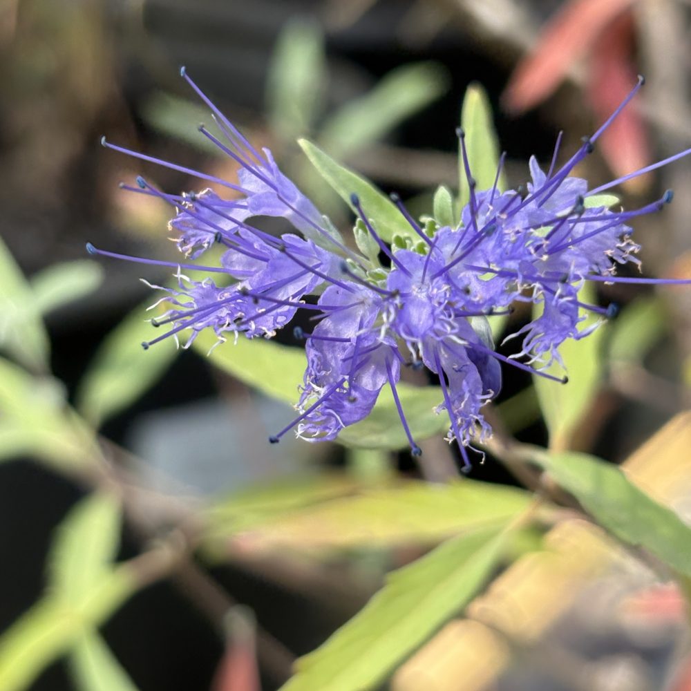 Caryopteris x clandonensis 'Dark Knight' / Bluebeard