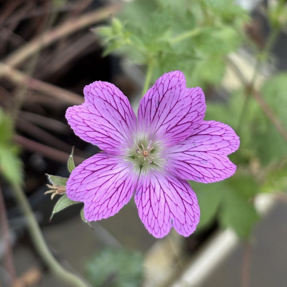 Geranium x cantabrigiense 'Crystal Rose' / Crystal Rose Geranium