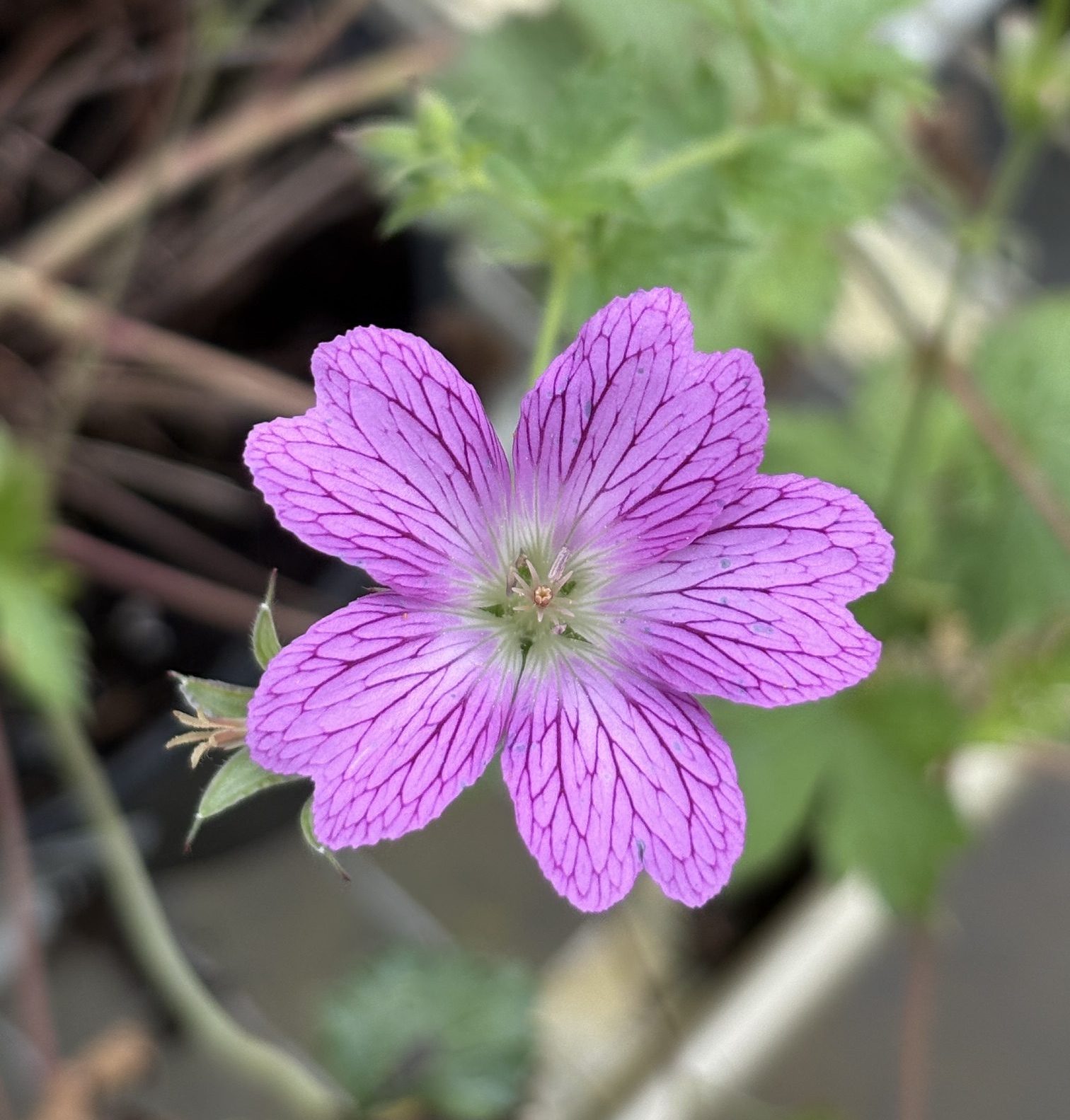 Geranium x cantabrigiense 'Crystal Rose' / Crystal Rose Geranium