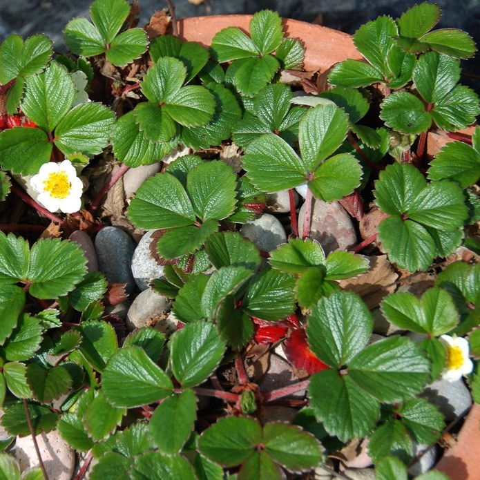 Fragaria chiloensis / Coastal Strawberry
