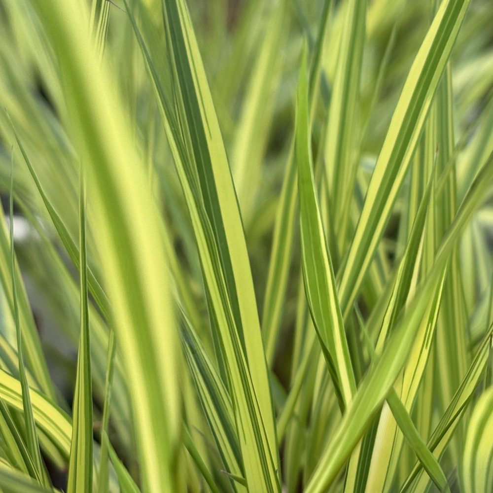 Hakonechloa macra 'Aureola' / Japanese Forest Grass