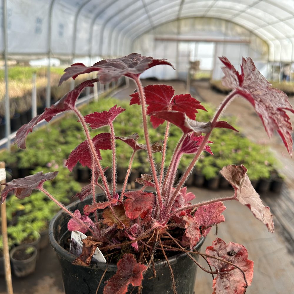 Heuchera x 'Palace Purple' / Purple Palace Coral Bells