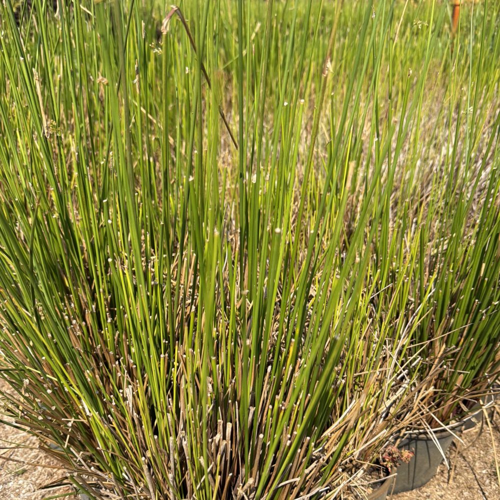 Juncus effusus / Soft Rush