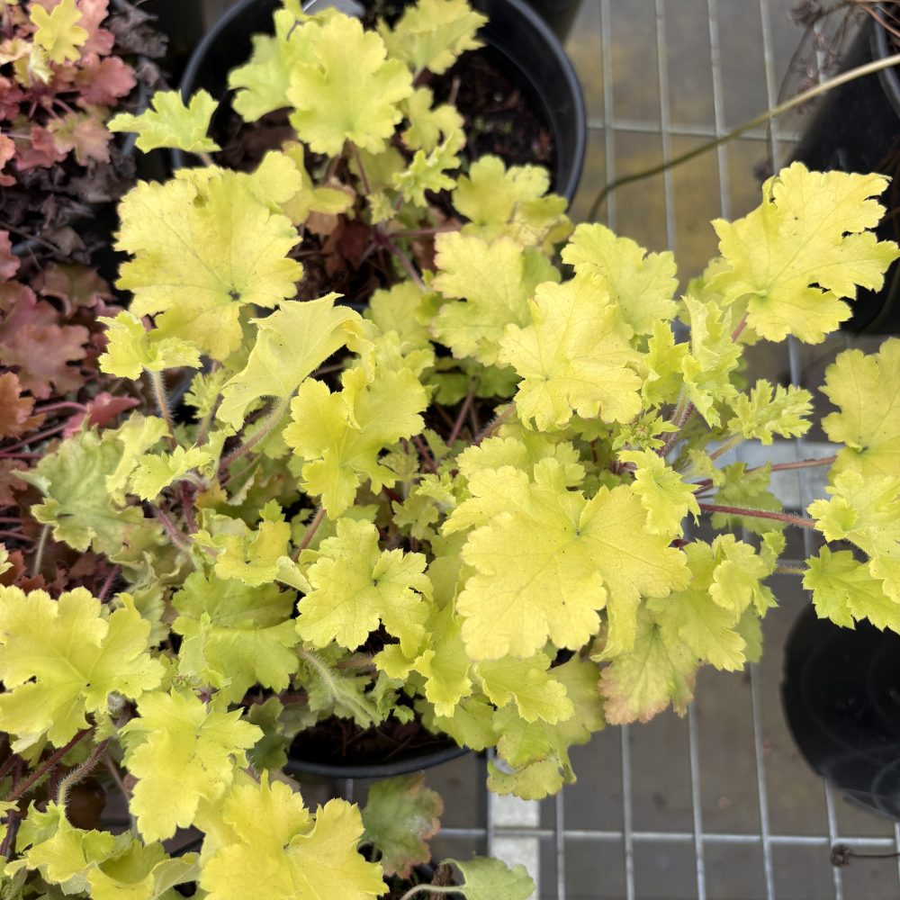 Heuchera 'Lime Marmalade' / Lime Marmalade Coral Bells