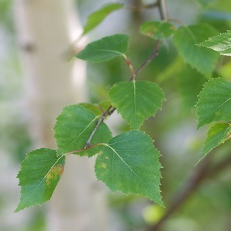 Betula papyrifera / Paper Birch