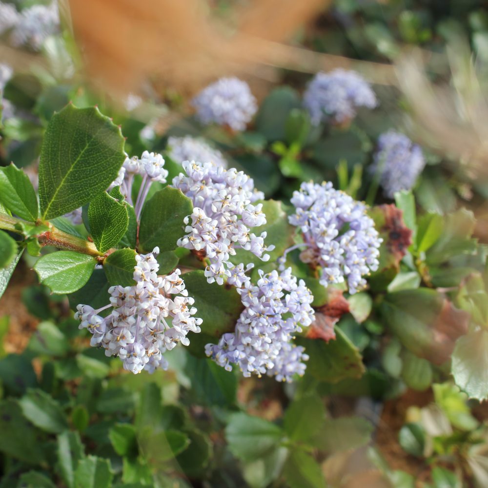 Ceanothus gloriosus 'Point Reyes' / Point Reyes Lilac