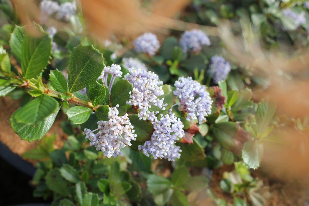 Ceanothus gloriosus 'Point Reyes' / Point Reyes Lilac