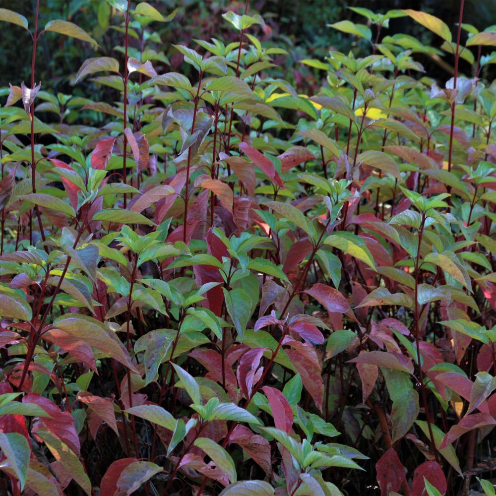 Cornus sericea / Red Osier Dogwood