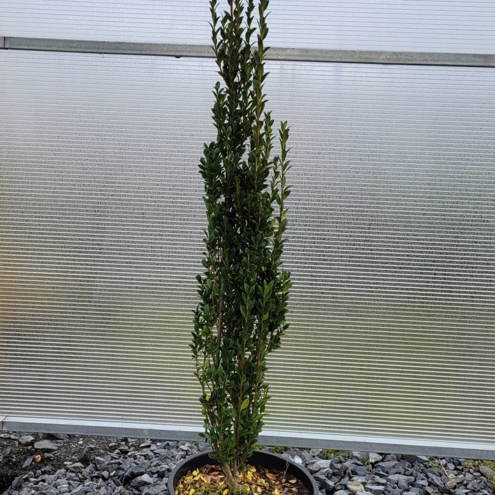 Ilex crenata 'Sky Pencil' / Sky Pencil Japanese Holly