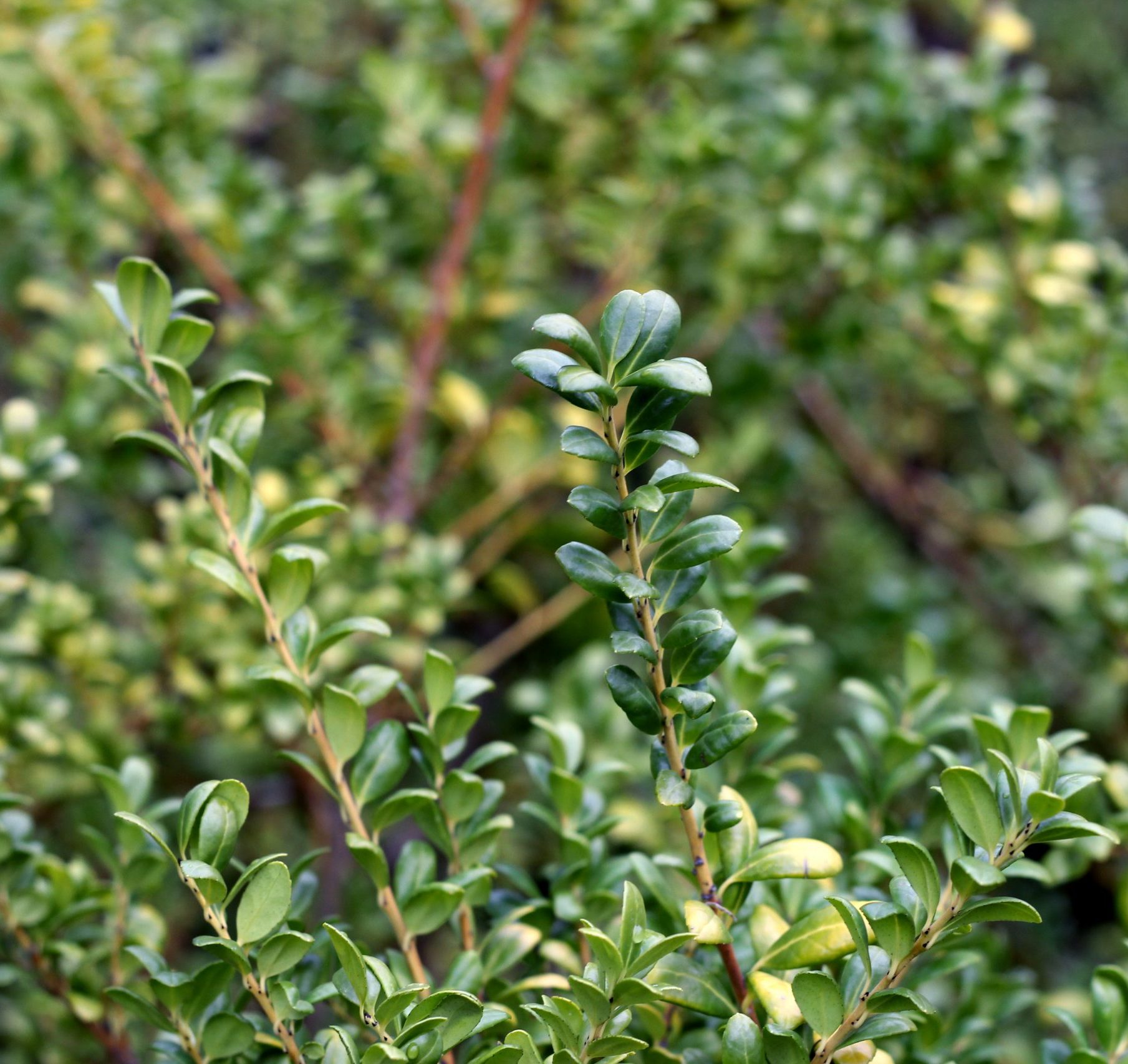 Convex Plant