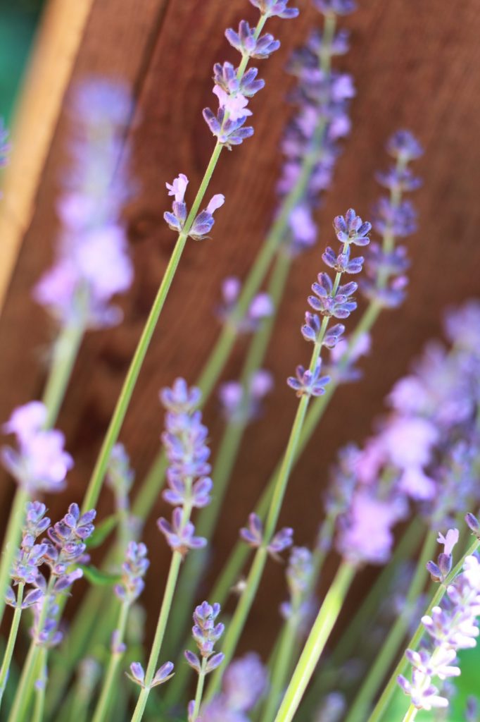 Lavandula angustifolia / English Lavender - Hima Nursery