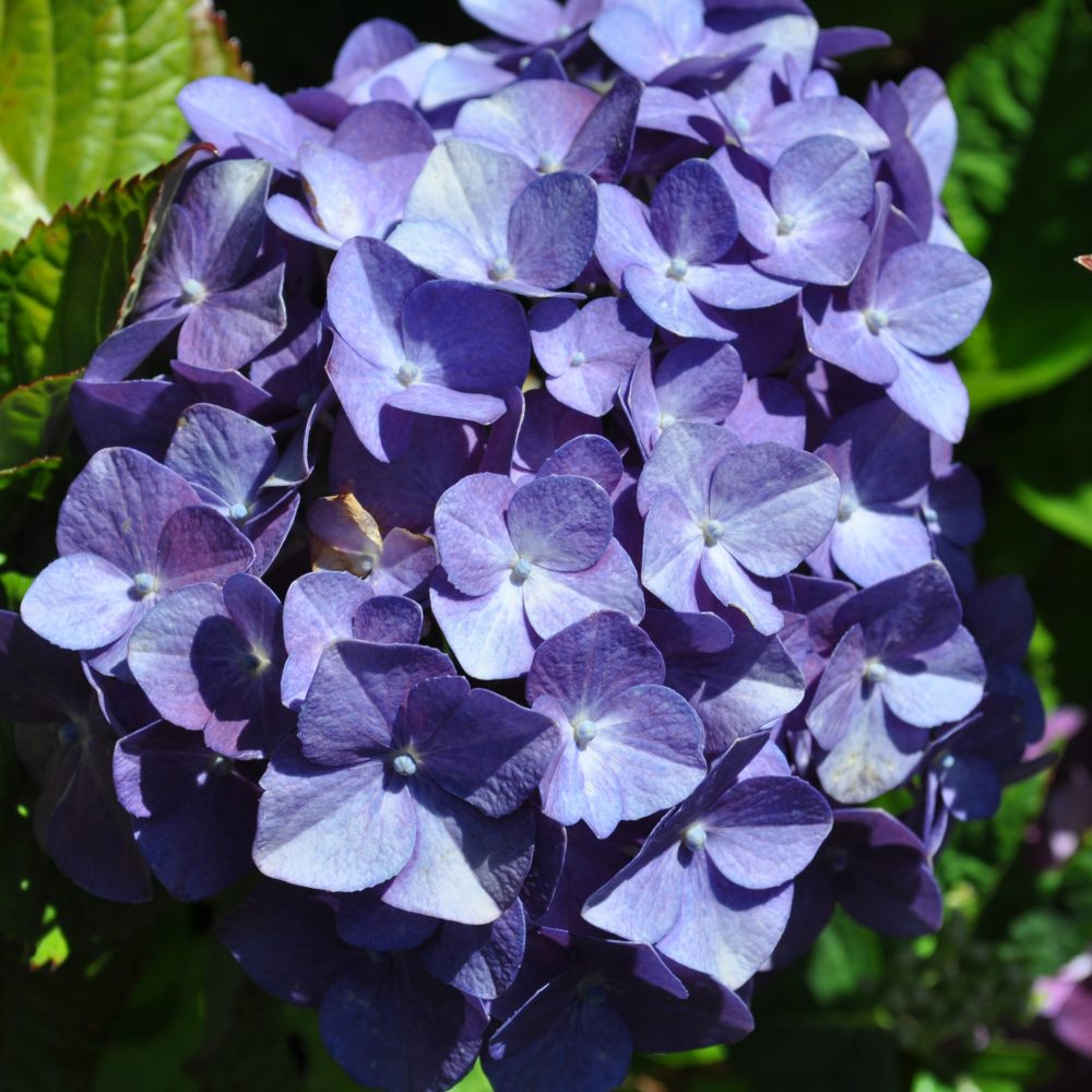 Hydrangea macrophylla 'Nikko Blue' / Nikko Blue Hydrangea