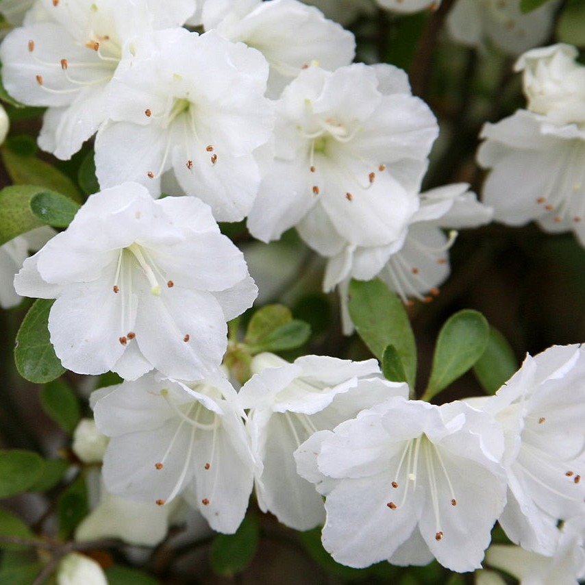 Rhododendron hybrid 'Gumpo White' / Gumpo White Azalea