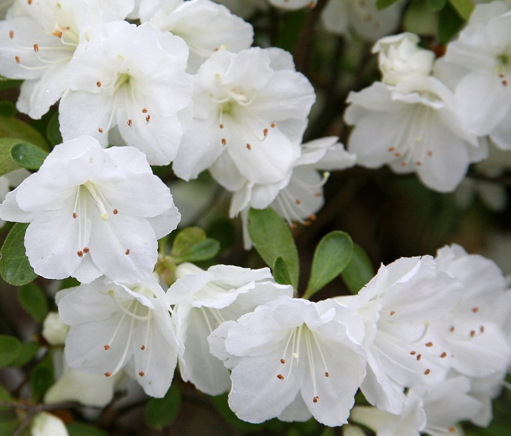 Rhododendron hybrid 'Gumpo White' / Gumpo White Azalea