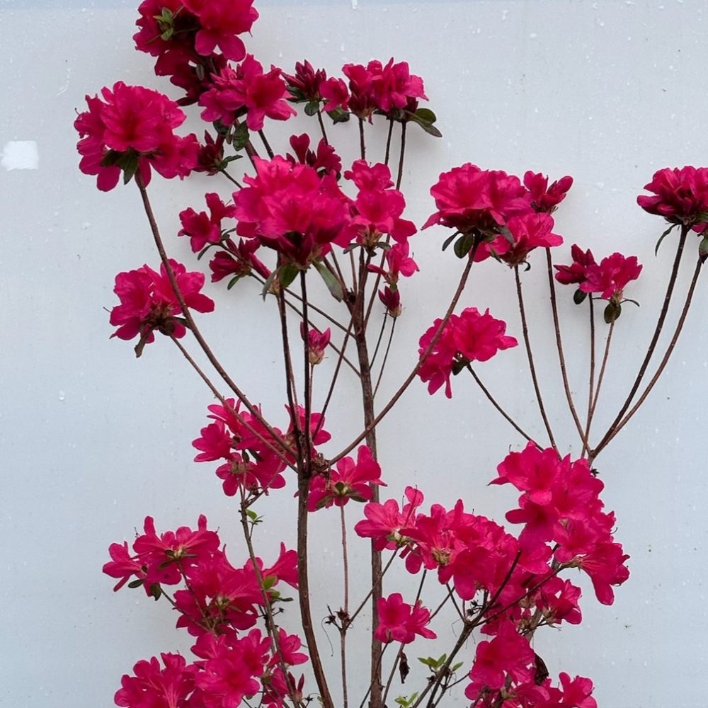 Rhododendron hybrid 'Red Red' / Red Red Azalea