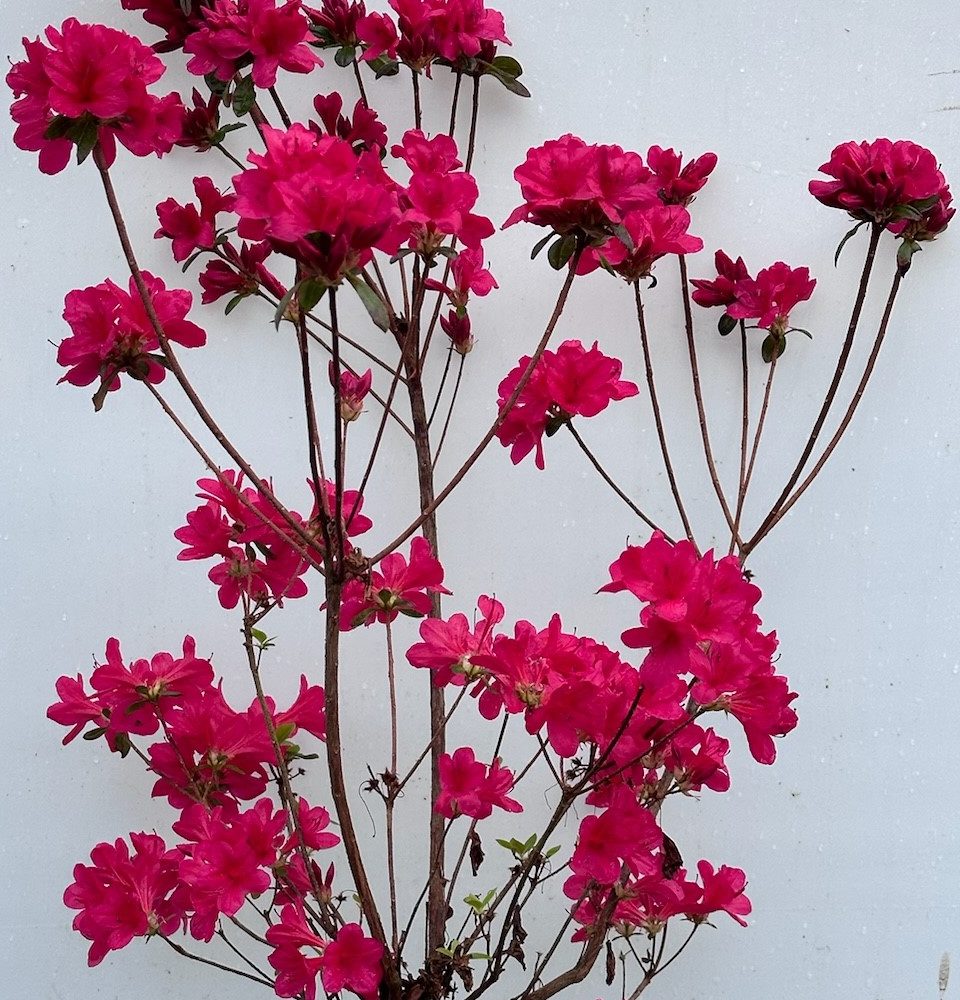 Rhododendron hybrid 'Red Red' / Red Red Azalea