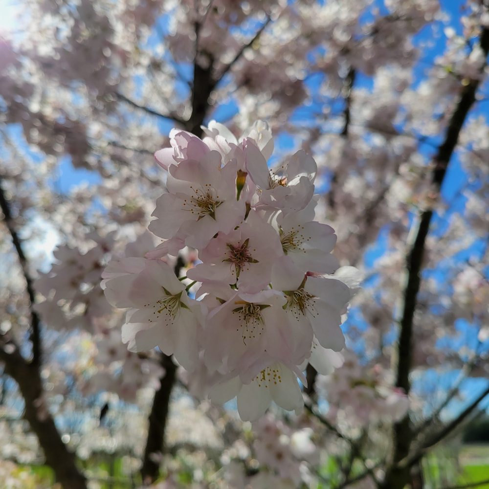 Prunus serrulata 'Amanogawa' / Amanogawa Cherry Tree