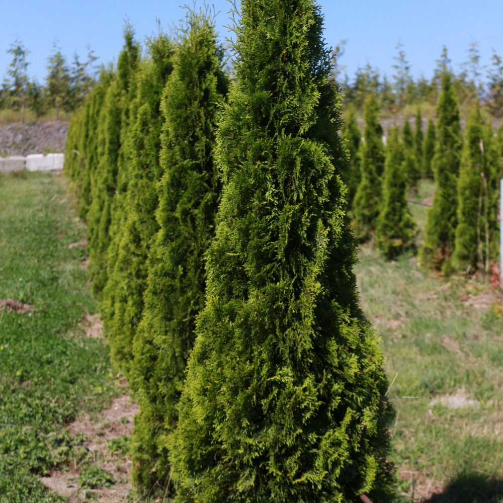 Thuja occidentalis 'Smaragd'