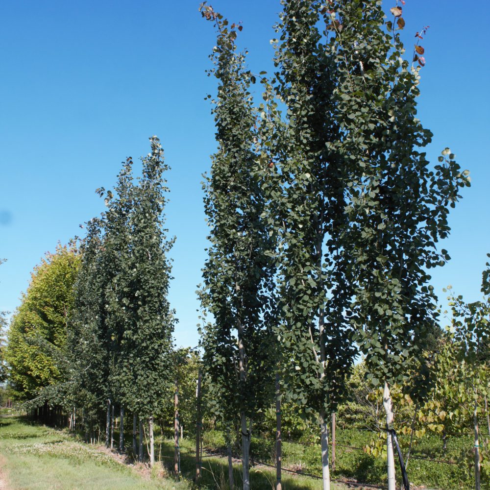 Populus tremula 'Erecta' / Swedish Aspen