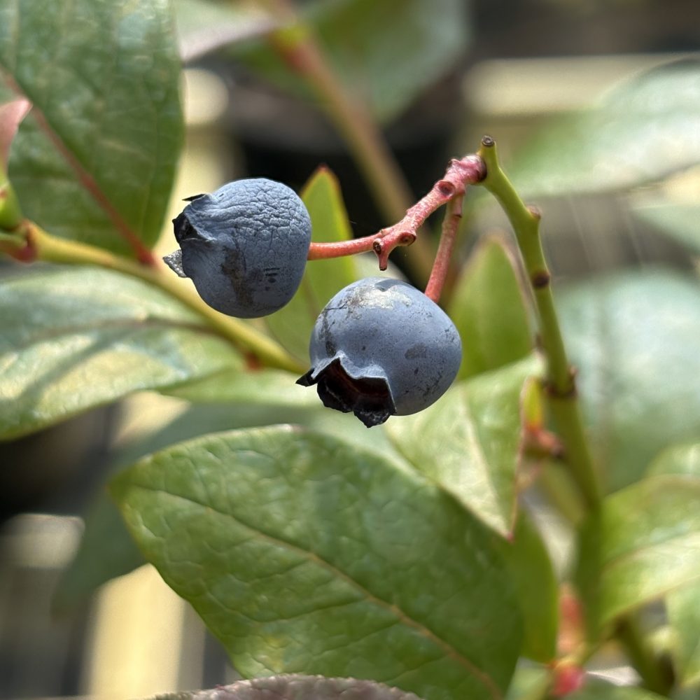 Vaccinium corymbosum 'Sunshine' / Sunshine Blue Blueberry
