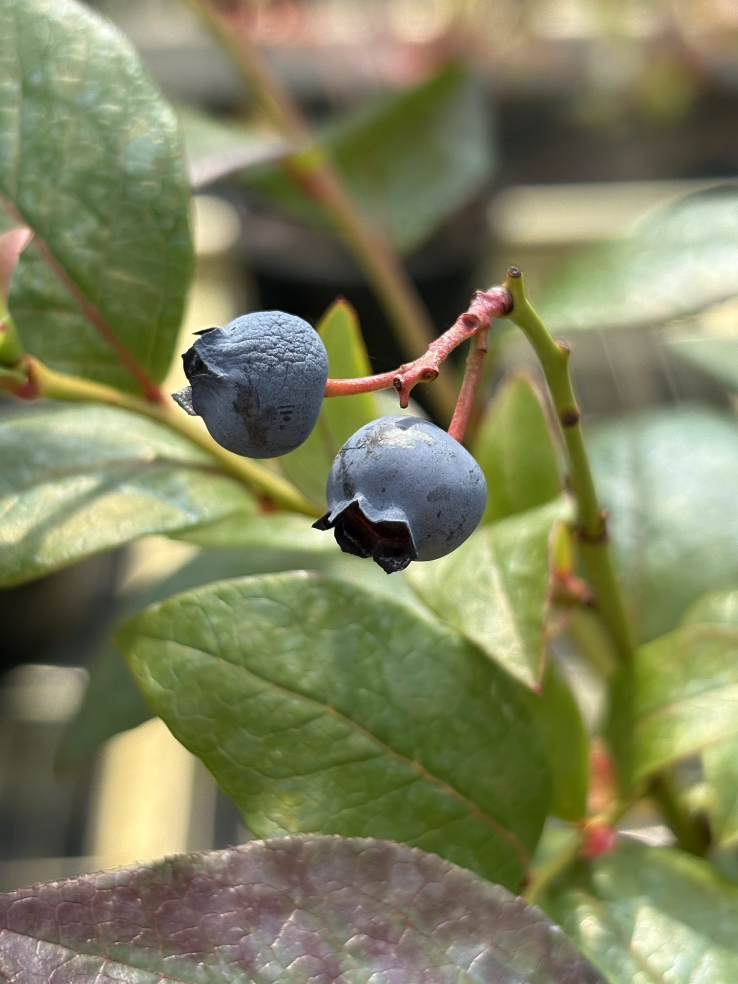 Vaccinium corymbosum ‘Sunshine’ / Sunshine Blue Blueberry