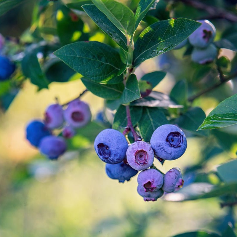 Vaccinium corymbosum 'Bluejay' / Blue Jay Blueberry