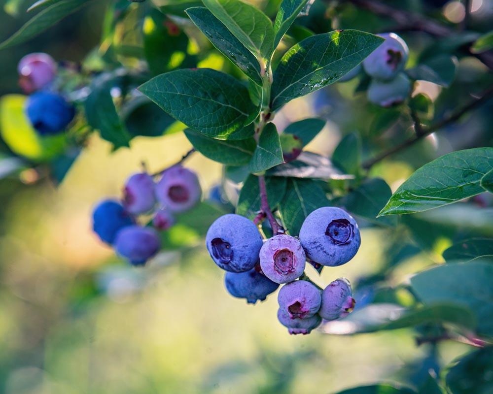 Vaccinium corymbosum 'Bluejay' / Blue Jay Blueberry