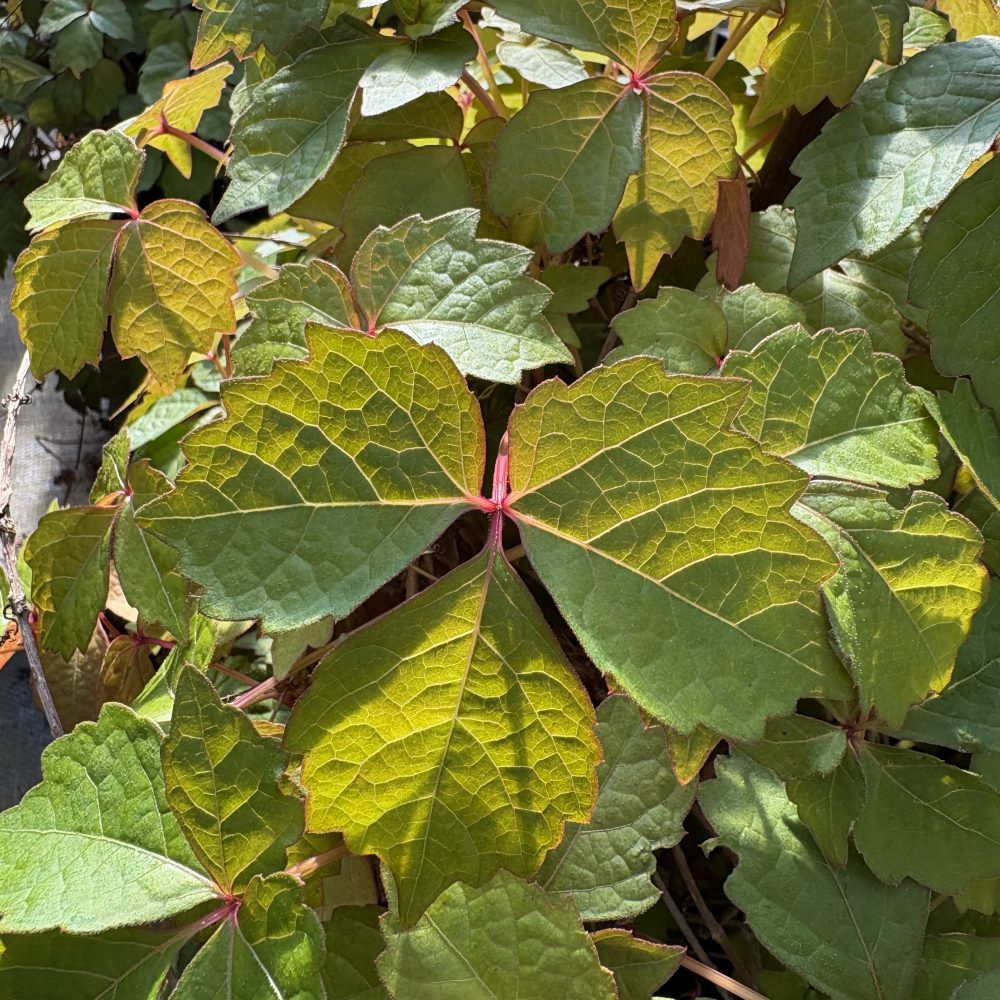 Parthenocissus tricuspidata / Boston Ivy