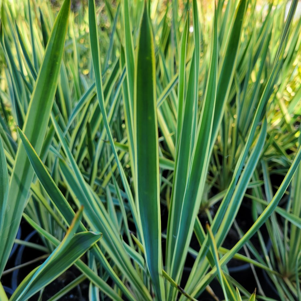 Yucca filamentosa 'Bright Edge' / Bright Edge Adam's Needle
