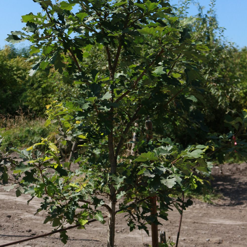 Quercus macrocarpa / Bur Oak