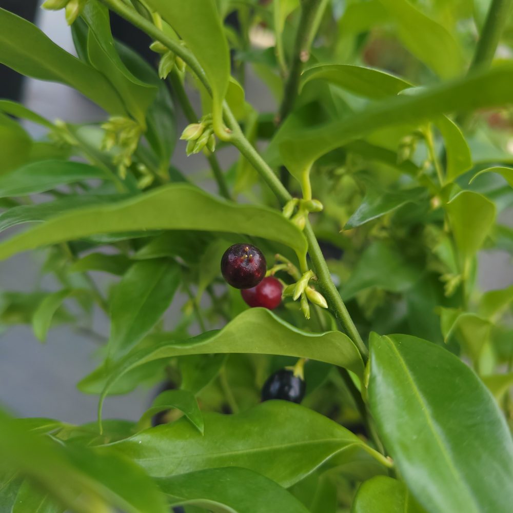 Sarcococca confusa / Christmas Sweetbox