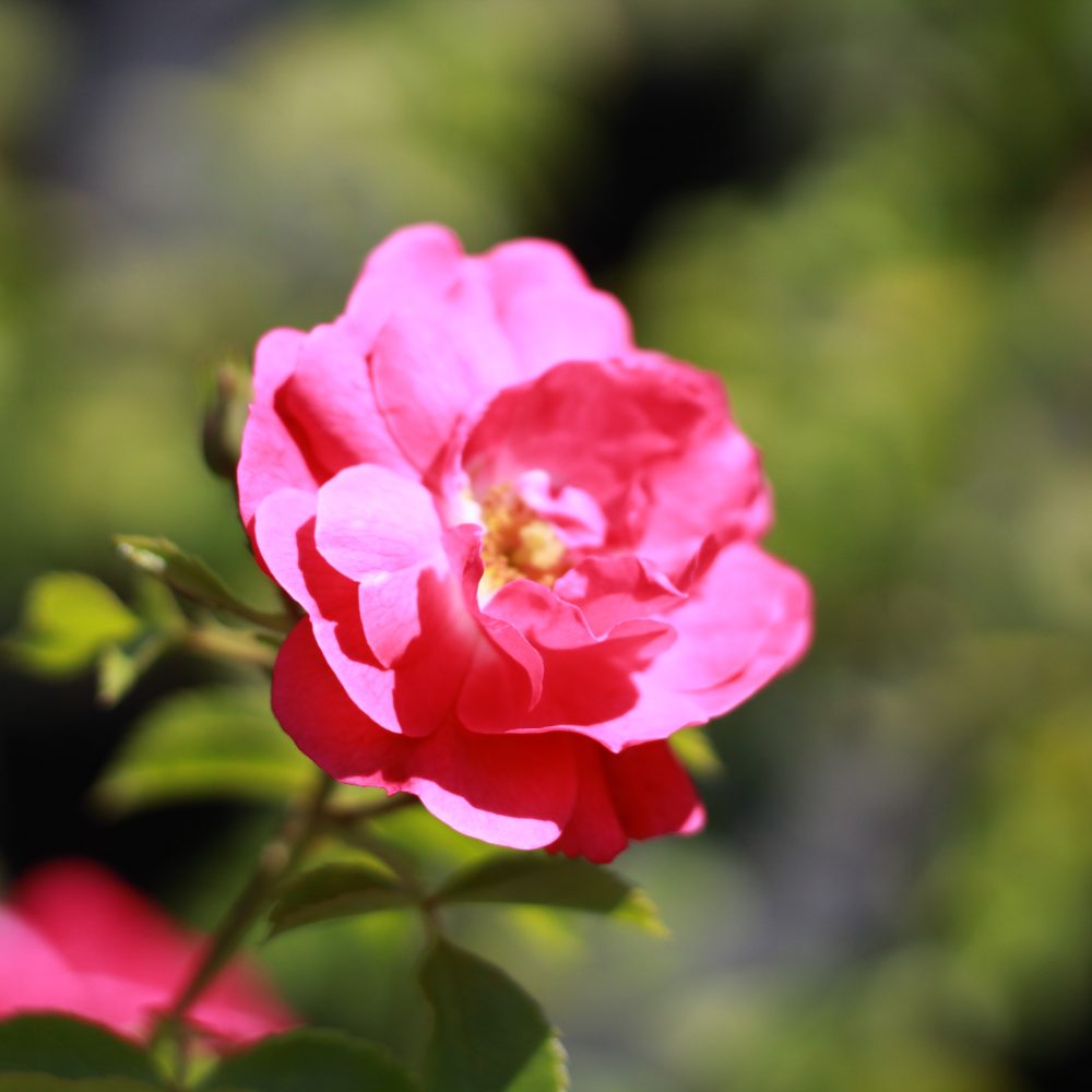 Rosa x 'Noala' / Coral Carpet Rose