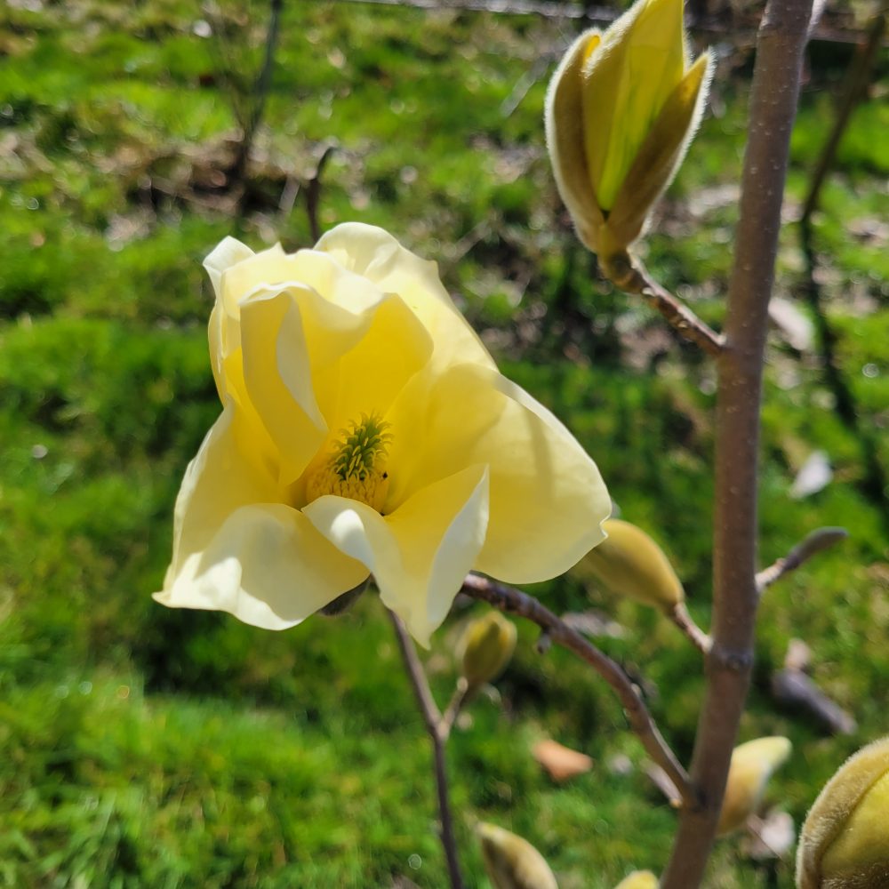 Magnolia 'Elizabeth' / Elizabeth Magnolia