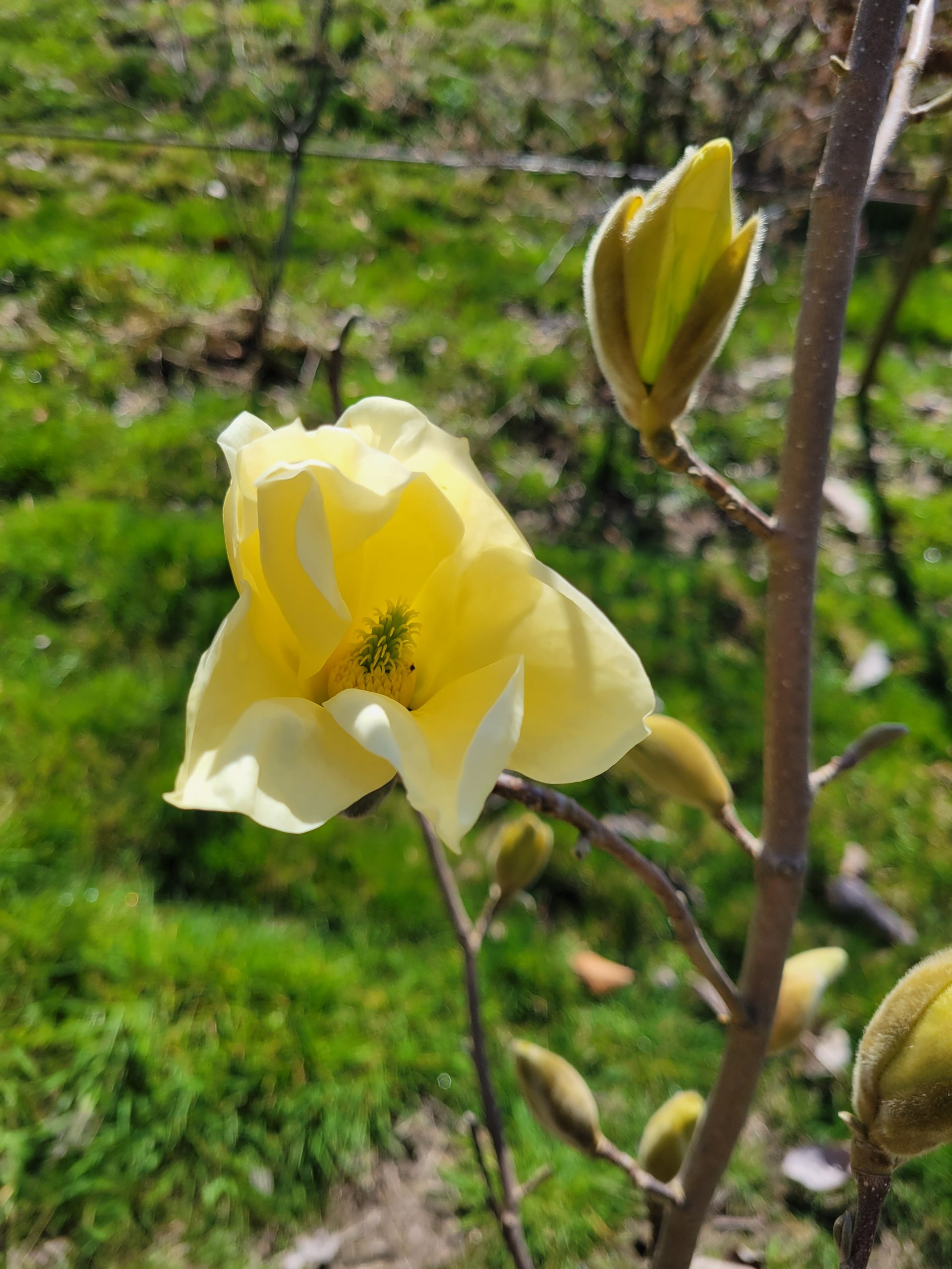 Magnolia 'Elizabeth' / Elizabeth Magnolia