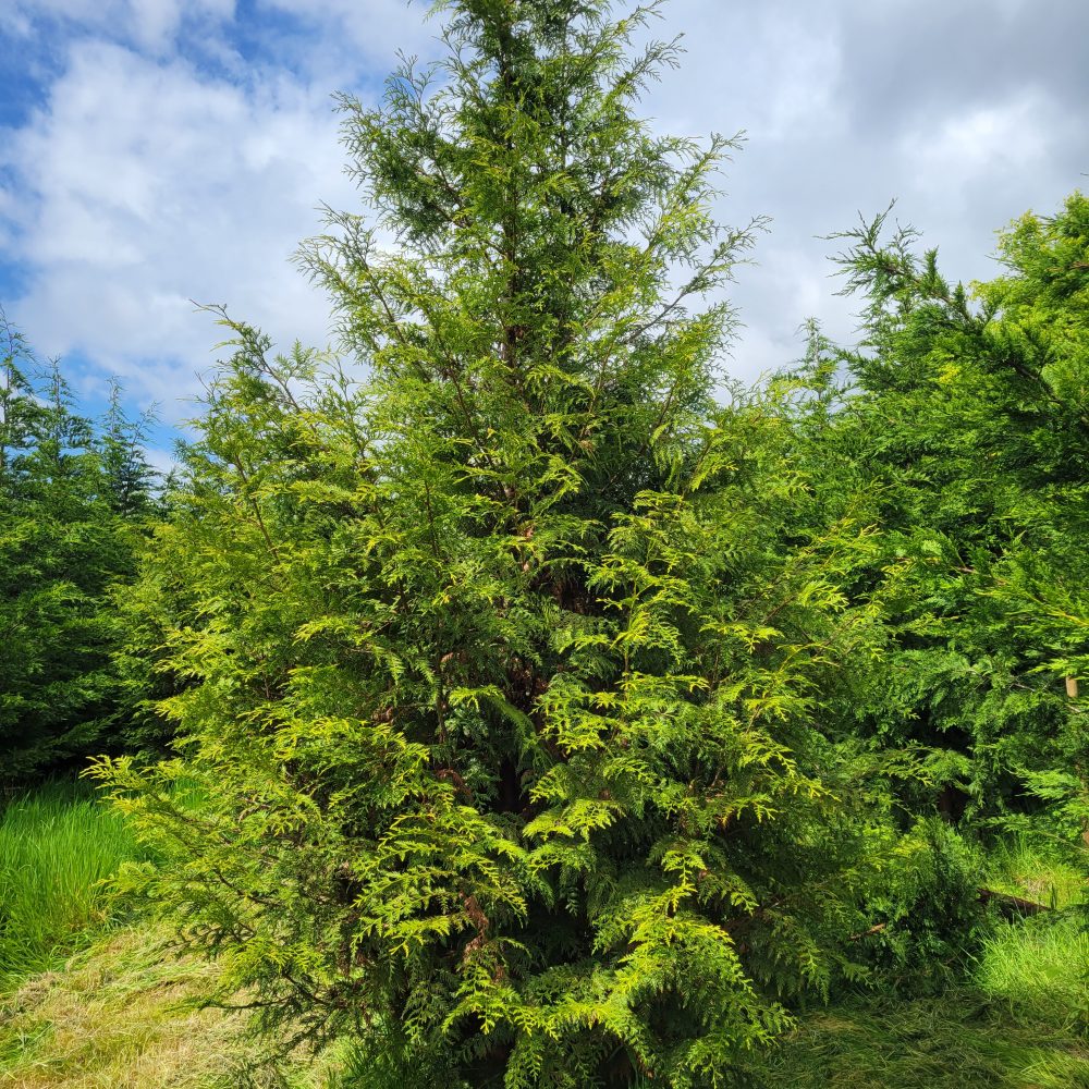 Thuja plicata 'Excelsa'
