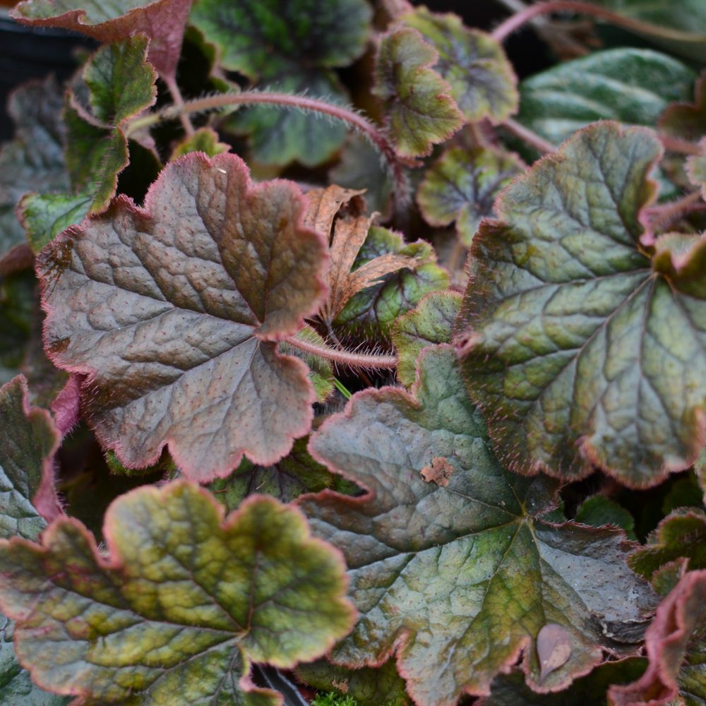 Tellima grandiflora
