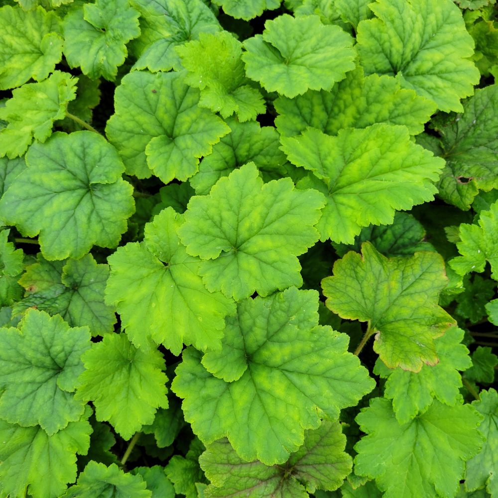 Tellima grandiflora / Fringecup