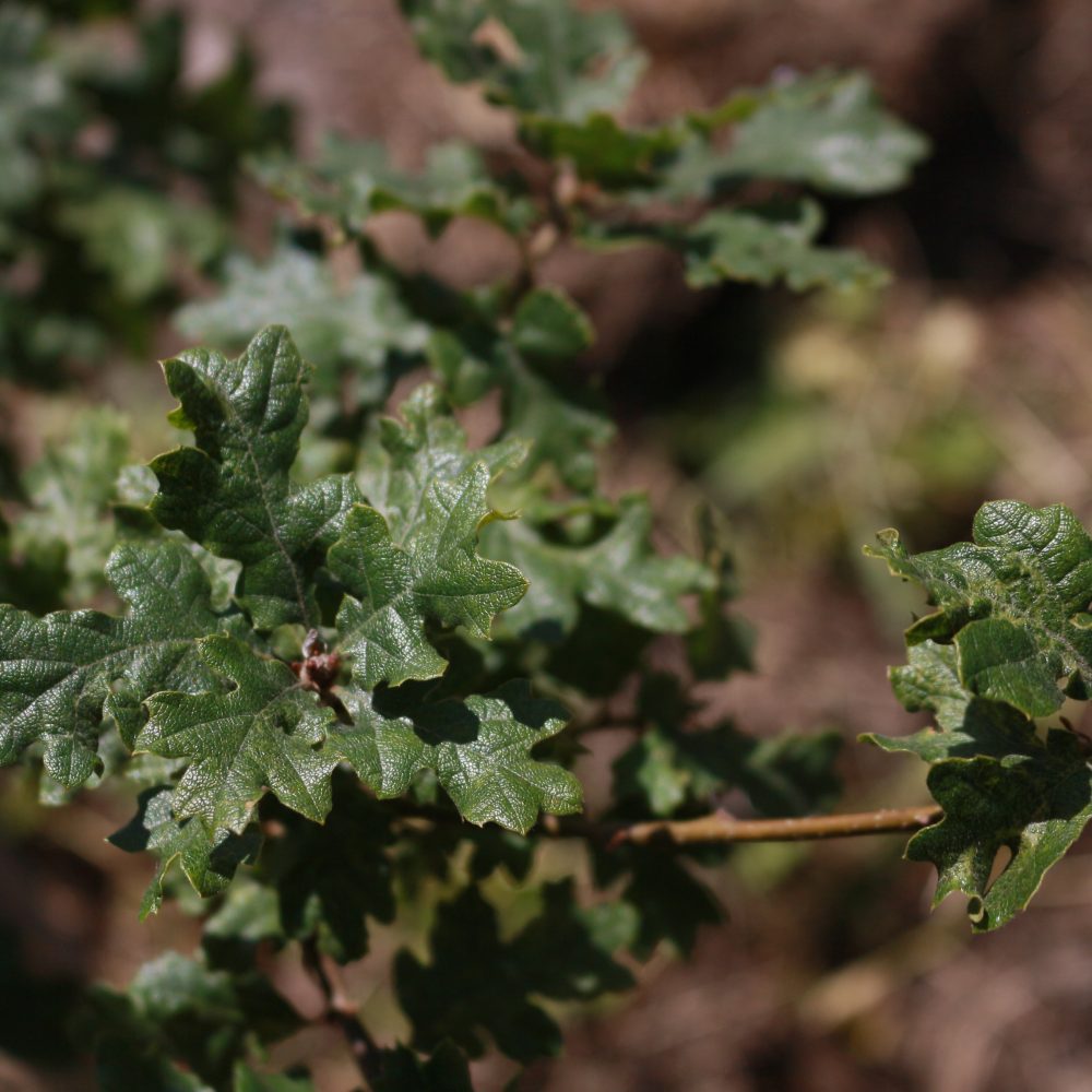 Quercus garryana / Garry Oak
