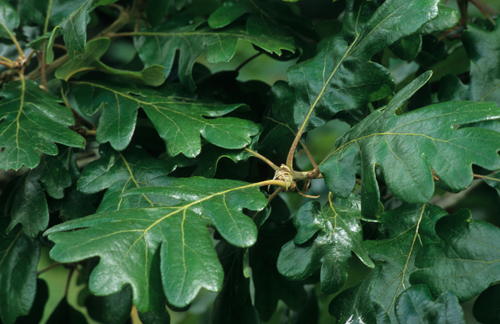 Quercus garryana / Garry Oak