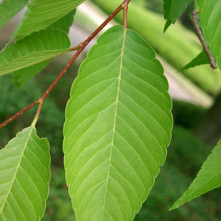 Zelkova serrata 'Village Green' / Japanese Zelkova