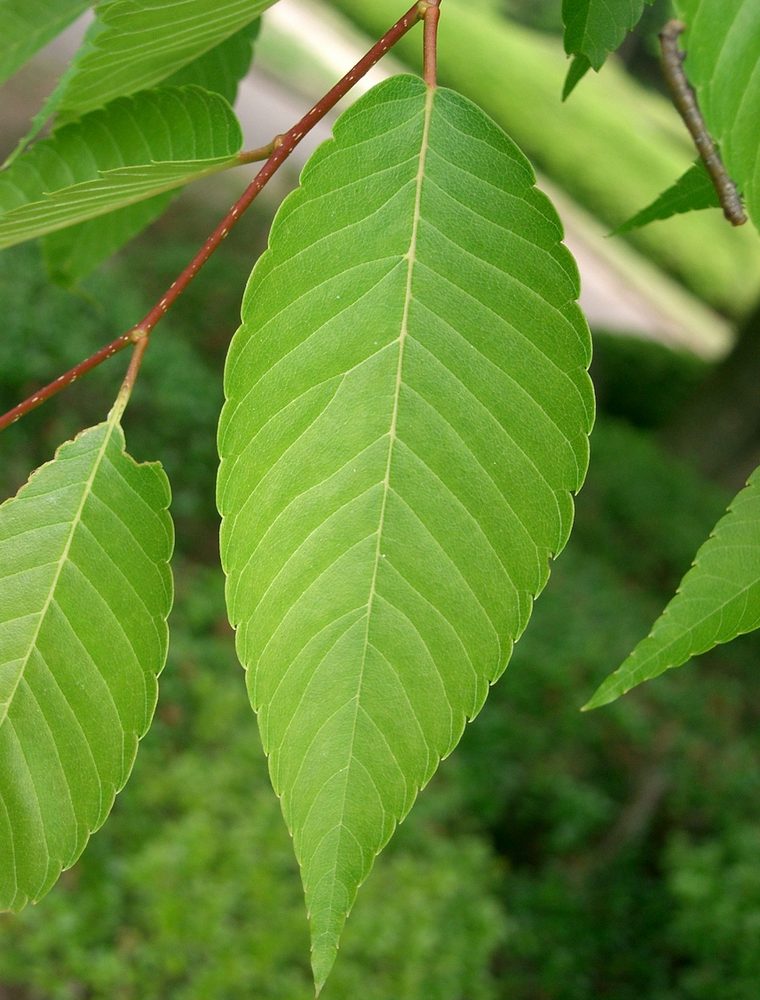 Zelkova serrata 'Village Green' / Japanese Zelkova