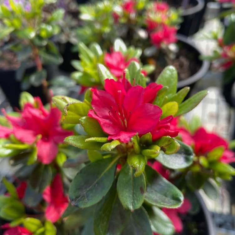 Rhododendron hybrid 'Hino Crimson' / Hino Crimson Azalea