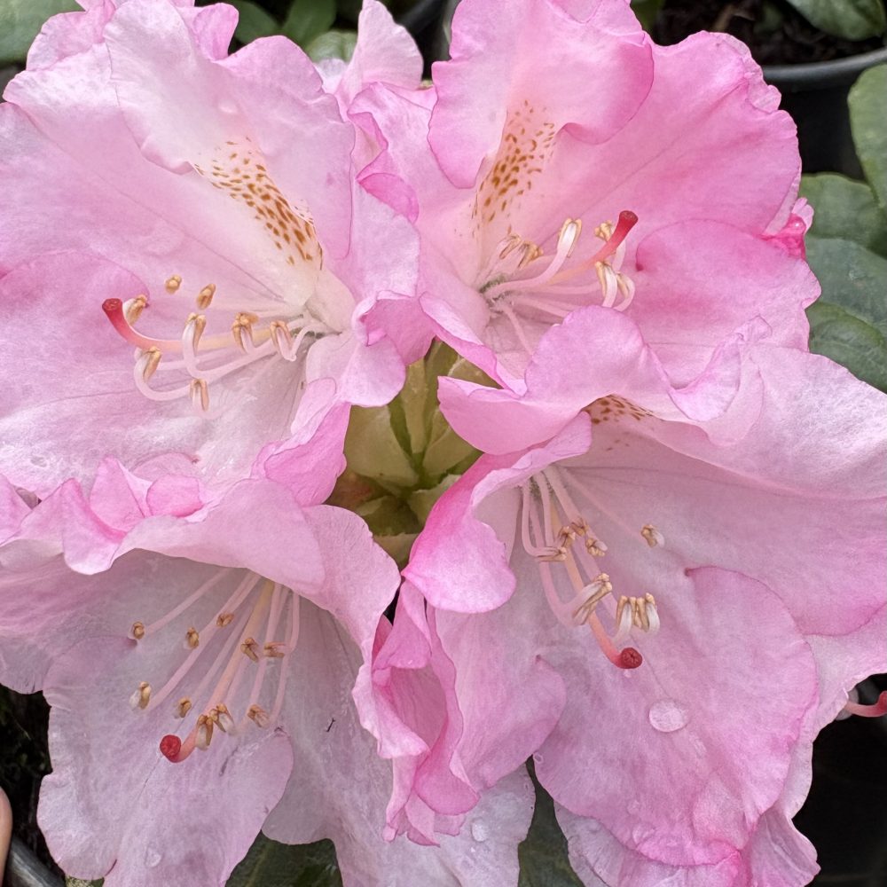 Rhododendron 'Ken Janeck' / Ken Janeck Rhododendron