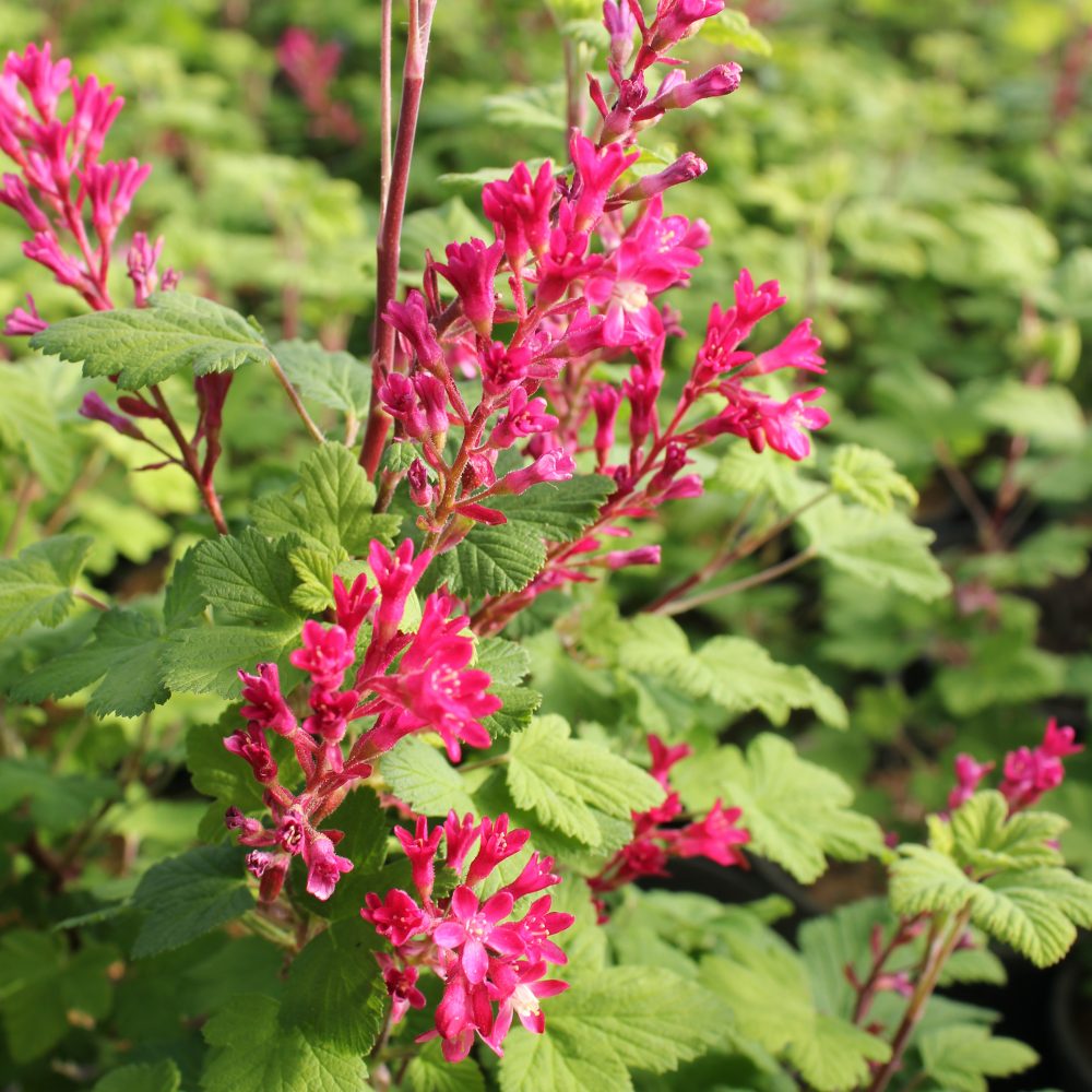 Ribes sanguineum 'King Edward VII' / King Edward VII Red Currant